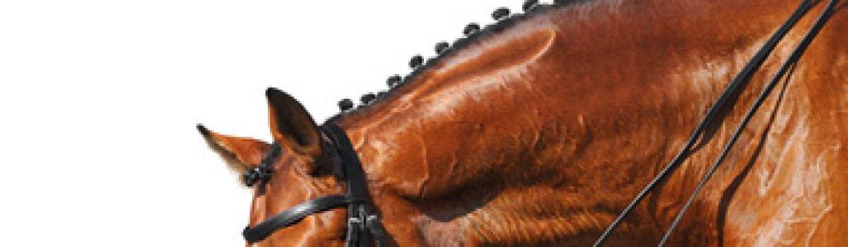 Einschläferung eines Pferdes gegen den Willen des Eigentümers