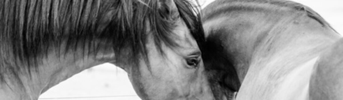 Pferdekauf Gewährleistungsausschluss