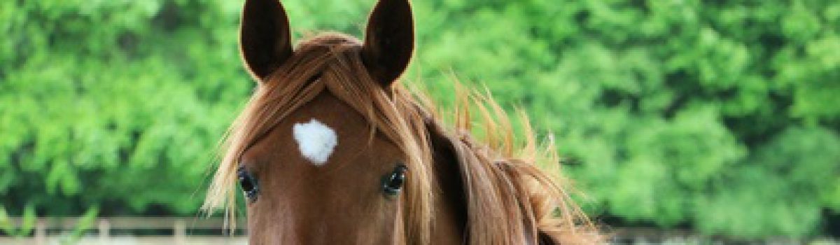 Schadensersatz oder Minderung im Pferderecht