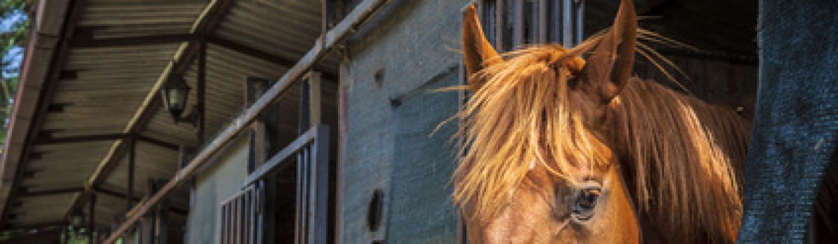 Kopfscheues Pferd –Rücktritt vom Pferdekaufvertrag wegen charakterlicher Mängel?