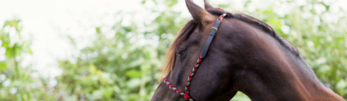 Pferdetierarzt bei Untersuchung – Schadensersatz oder Berufsrisiko –