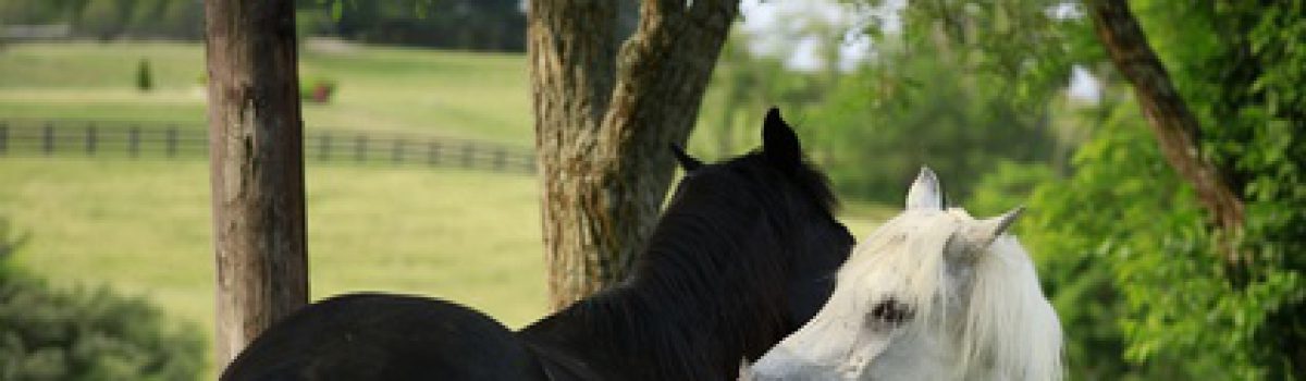 Das Warmblood Fragile Foal Syndrome – eine rechtliche Betrachtung