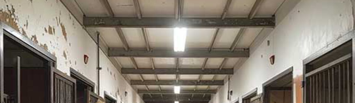 Tierschutzverstöße im Reitgewerbe